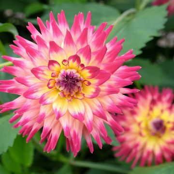 Dahlia cactus Mingus Julie