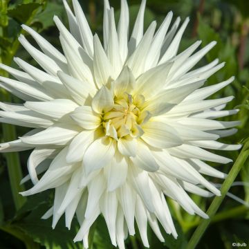 Dahlia Mount Tacoma - cactusdahlia