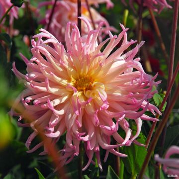 Dahlia Star Surprise - cactusdahlia