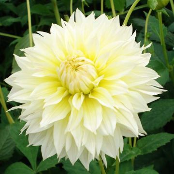 Dahlia Canary Fubuki - Fimbriata-dahlia