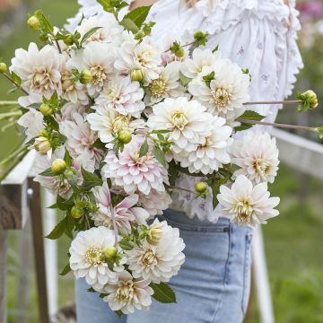 Dahlia Christo - decoratieve dahlia