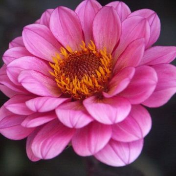 Dahlia Classic Rosamunde - perkdahlia