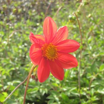 Dahlia coccinea - Rode dahlia