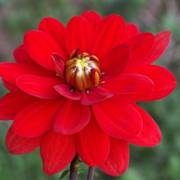 Dahlia Contessa - waterleliedahlia