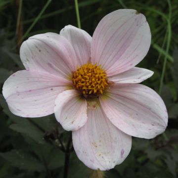 Dahlia Cory - dwergdahlia