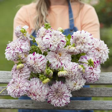 Dahlia Danceline - decoratieve dahlia