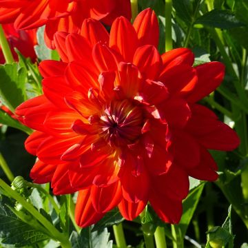 Dahlia Karma Irene - decoratieve dahlia