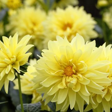 Dahlia Melody Latin - dwergdahlia