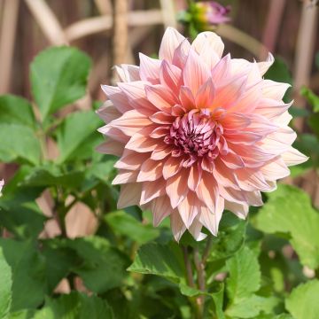 Dahlia Mango Madness - grootbloemige dahlia