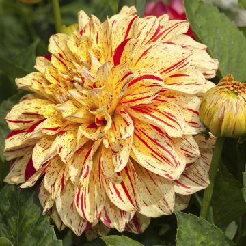Dahlia Connels Gloriosa - decoratieve dahlia