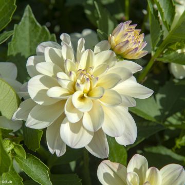 Dahlia Lake Carey - decoratieve dahlia