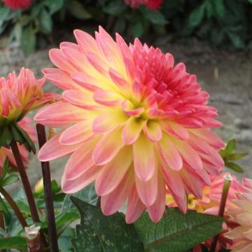 Dahlia Delighing Glow - dwergdahlia
