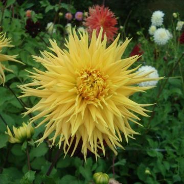 Dahlia Encore - Fimbriata-dahlia