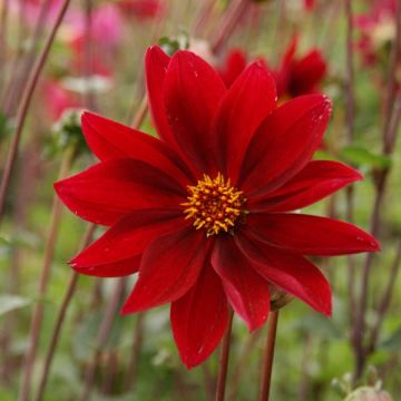 Dahlia Exotique - perkdahlia