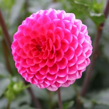 Dahlia Fatima - pompon dahlia