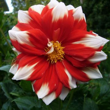 Dahlia Fire and Ice - perkdahlia