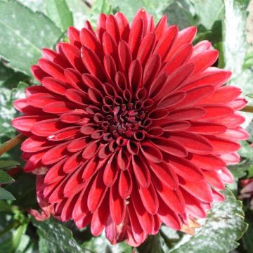 Dahlia Frivoleus Glow - dwergdahlia