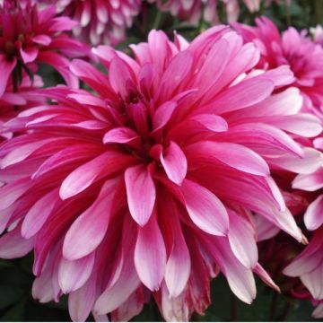 Dahlia Gallery Art Nouveau - dwergdahlia