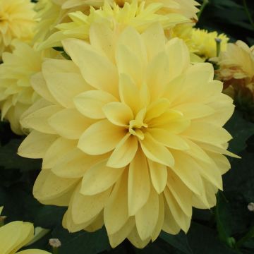 Dahlia Gallery Cezanne - dwergdahlia