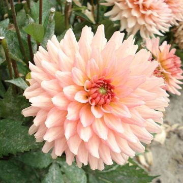 Dahlia Gallery Leonardo - dwergdahlia