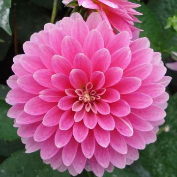 Dahlia Gallery Rambrandt - dwergdahlia