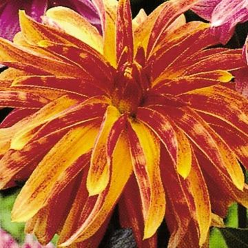 Dahlia Girafe - decoratieve dahlia