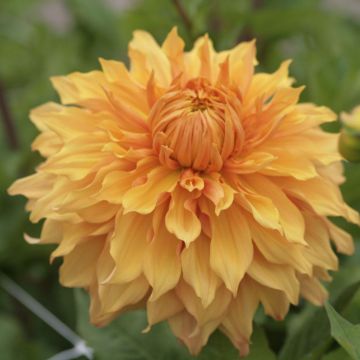 Dahlia Hamari Gold - grootbloemige dahlia