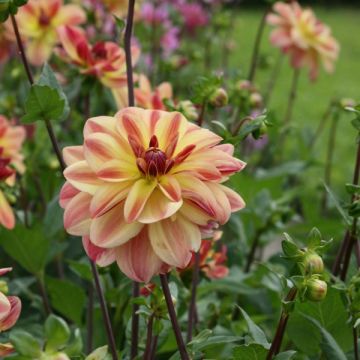 Dahlia Happy Butterfly - Waterleliedahlia