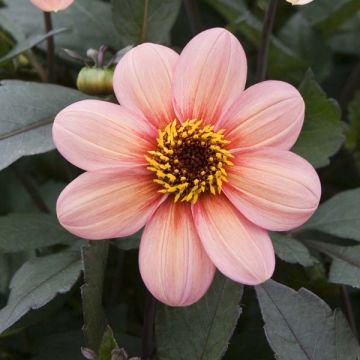 Dahlia Happy Single Kiss - donkerbladige dahlia