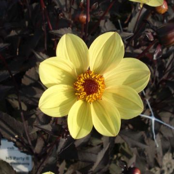Dahlia Happy Single Party - donkerbladige dahlia