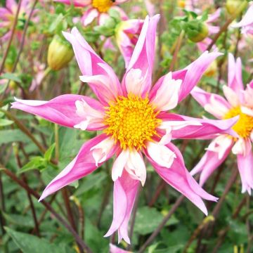 Dahlia Lorana Dawn - orchideebloemige dahlia