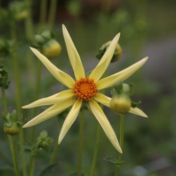 Dahlia Honka Yellow - orchideebloemige dahlia