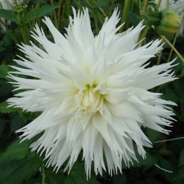 Dahlia Ice Crystal - cactusdahlia