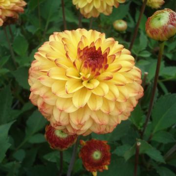 Dahlia Icoon - pompon dahlia