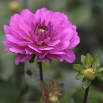 Dahlia Karma Lagoon - Waterleliedahlia