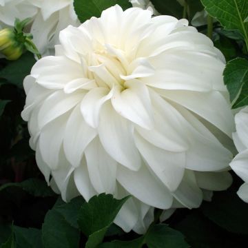 Dahlia Lady Liberty - grootbloemige dahlia