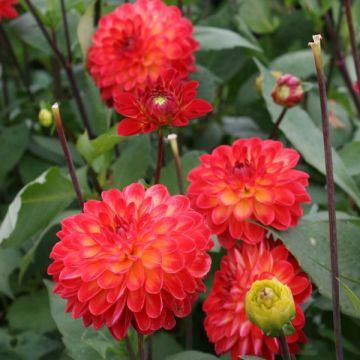 Dahlia Lovelife - decoratieve dahlia