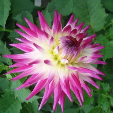 Dahlia Match - Semicactus dahlia