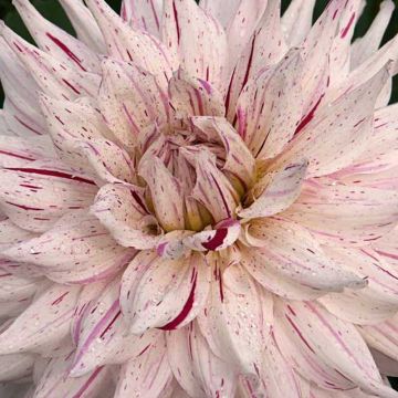 Dahlia Mick's Peppermint - Semicactus dahlia
