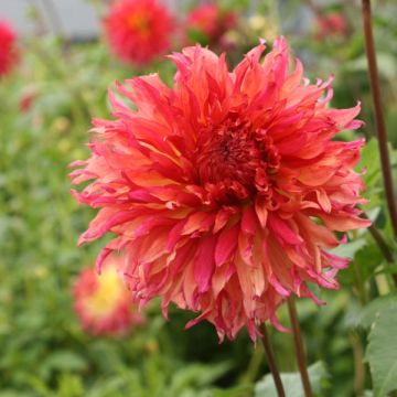 Dahlia Myrtle's Folly - grootbloemige dahlia