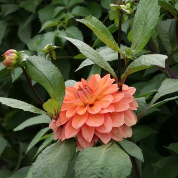 Dahlia Nicholas - decoratieve dahlia