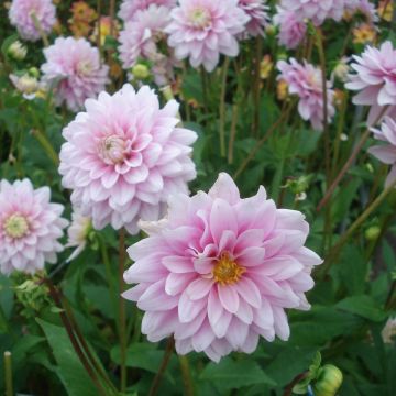 Dahlia Offshore Dream - Waterleliedahlia