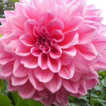 Dahlia Otto s Thrill - grootbloemige dahlia