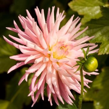 Dahlia Park Princess - cactusdahlia