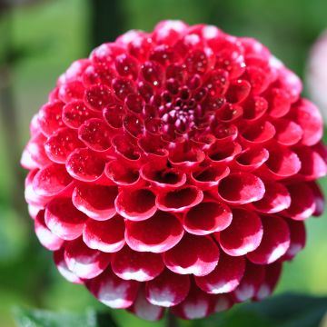 Dahlia pompon Little William