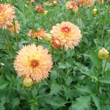 Dahlia Puerto Rico - decoratieve dahlia