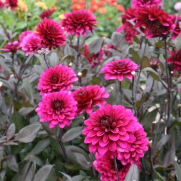 Dahlia Purple Flame - decoratieve dahlia