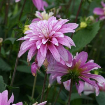 Dahlia Razzle Dazzle - decoratieve dahlia