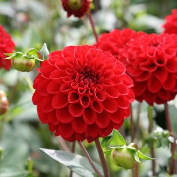 Dahlia Red Fox - baldahlia