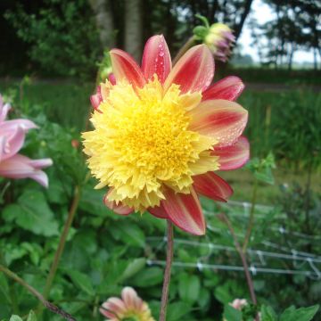 Dahlia Rock and Roll - Anemoondahlia